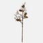 Pinecone Branch