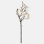 Magnolia Stem