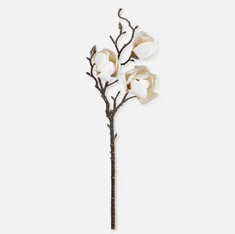 Magnolia Stem