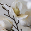 Magnolia Stem
