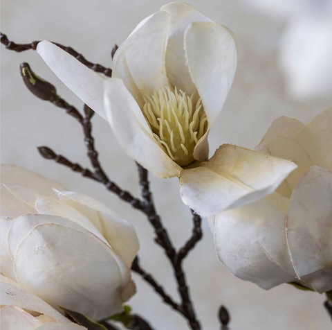 Magnolia Stem