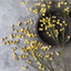Wild Canterbury Blossom