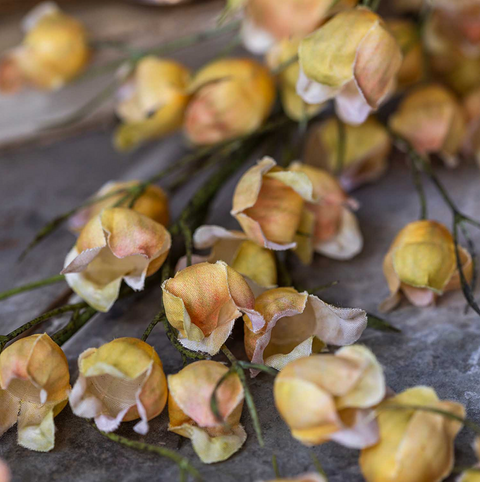 Wild Canterbury Blossom