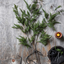 Pine Needle Branch