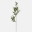 Pine Needle Branch