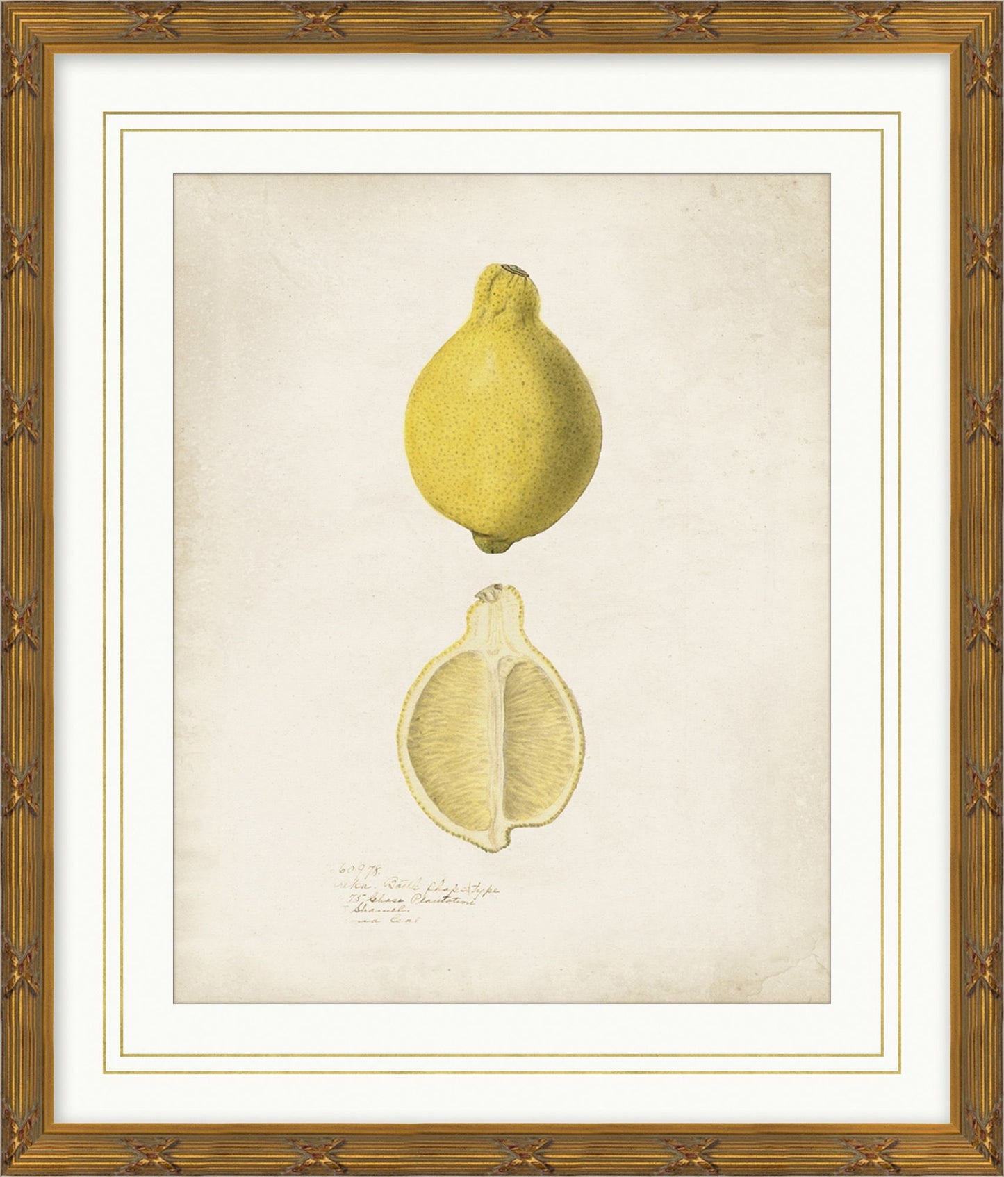 Pomological Lemon