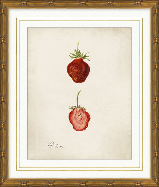 Pomological Strawberry