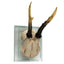 Antler Double Glass Wall Mount