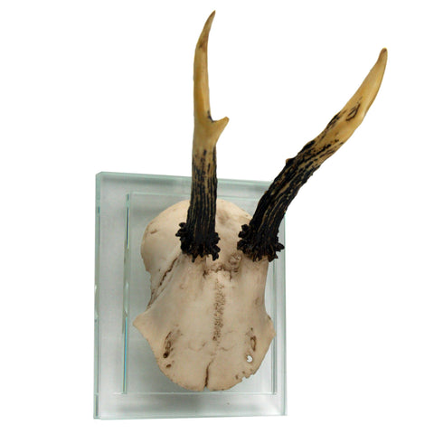 Antler Double Glass Wall Mount