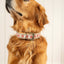 Finch Embroidered Dog Collar