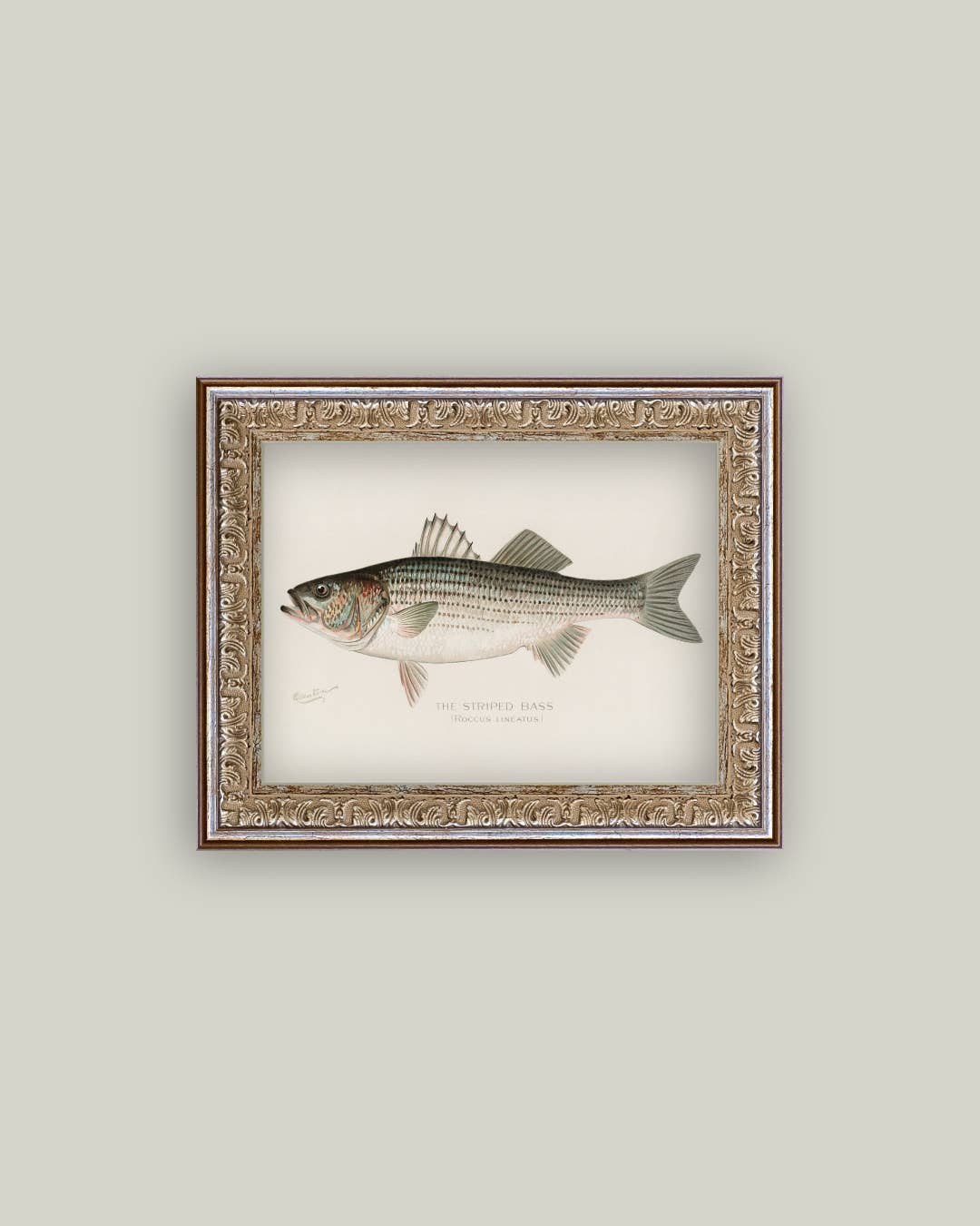 Striped Bass Framed Antique Art