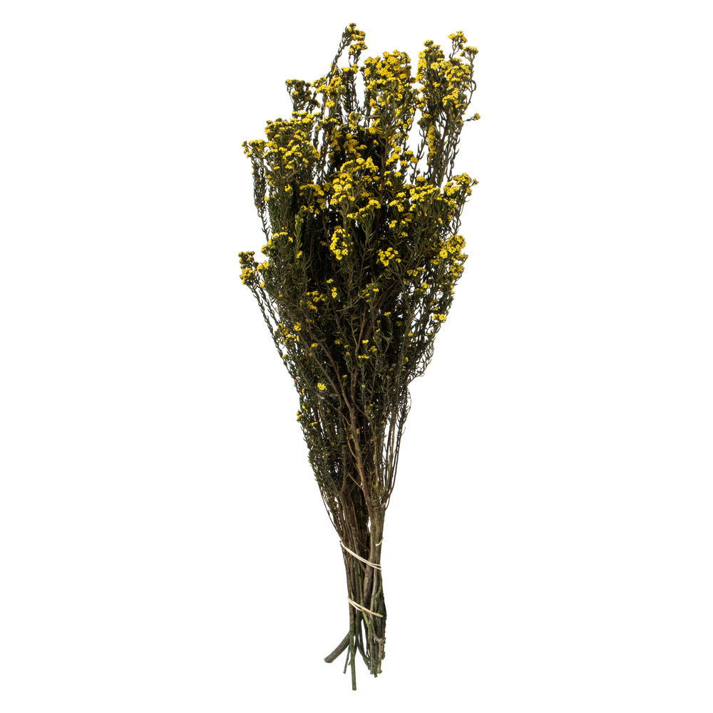 Yellow Phylica Bundle