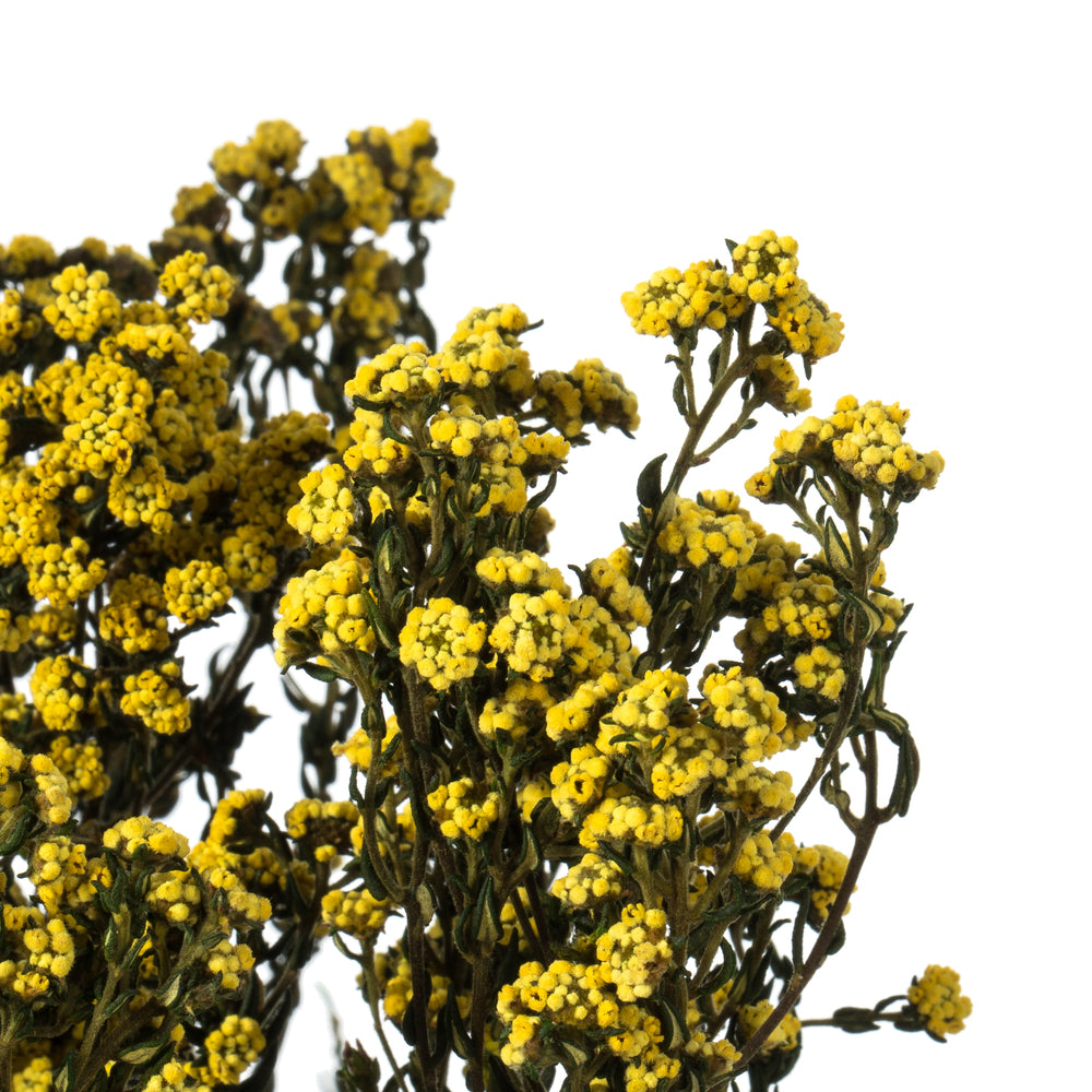 Yellow Phylica Bundle