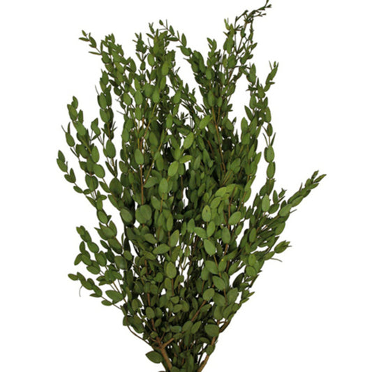 Green Parvafolia Stem