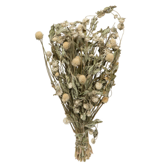 Dried Globe Amaranth