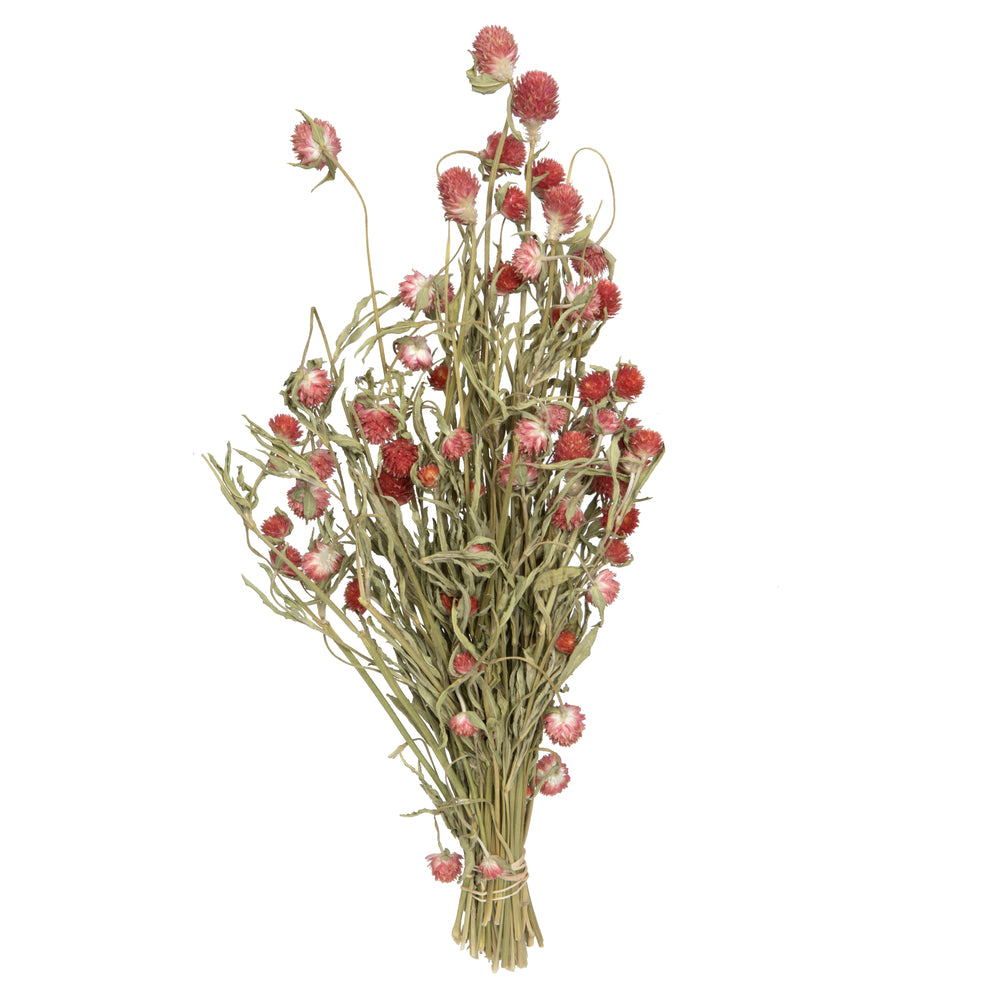 Dried Globe Amaranth