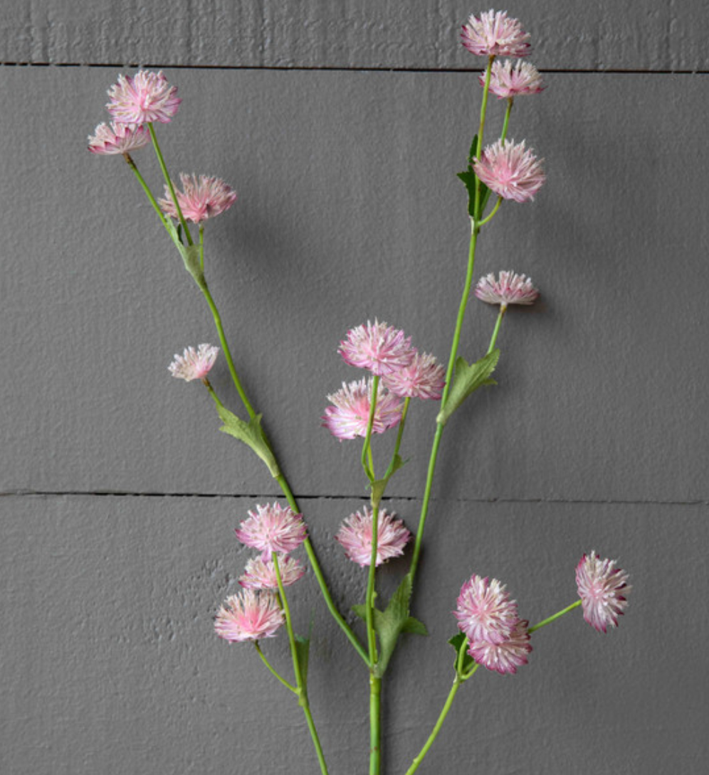 Astrantia Stem