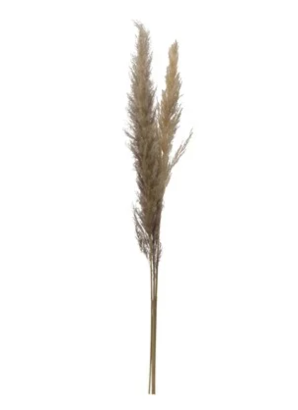 Dried Pampasgrass