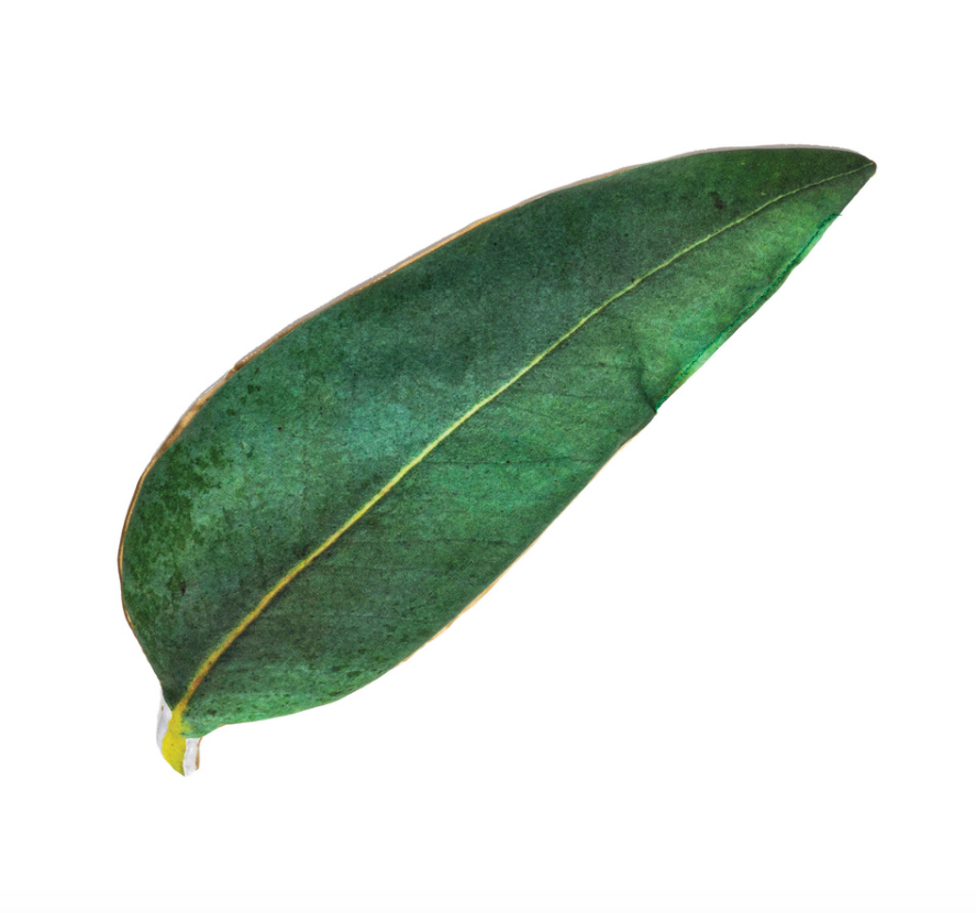 Eucalyptus Leaf - Headache/Sinus Relief Pillow